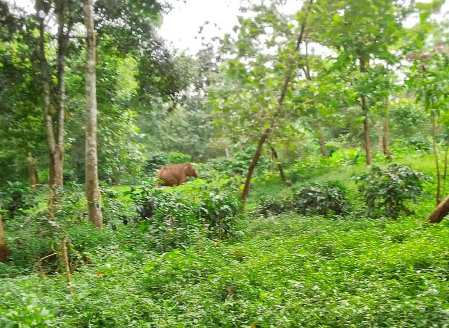 ಸಕಲೇಶಪುರ ತಾಲ್ಲೂಕು ಮಾಸುವಳ್ಳಿಯ ಬಿ.ಎ.ಜಗನ್ನಾಥ್‌ ಅವರ ತೋಟದಲ್ಲಿ ಬೀಡುಬಿಟ್ಟಿರುವ ಕಾಡಾನೆ