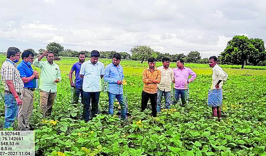 ಯಲಬುರ್ಗಾ ತಾಲ್ಲೂಕು ಬೇವೂರು ಹೊರವಲಯ ಹಾಗೂ ಮಂಗಳೂರು ಭಾಗದ ಹೊಲಗಳಿಗೆ ಕೃಷಿ ಇಲಾಖೆ ಅಧಿಕಾರಿಗಳು, ವಿಜ್ಞಾನಿಗಳು ಭೇಟಿ ನೀಡಿ ಪರಿಶೀಲಿಸಿದರು