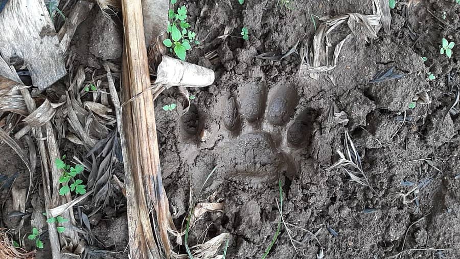 ಬೂದಿತಿಟ್ಟು ಗ್ರಾಮದಲ್ಲಿ ಭಾನುವಾರ ಕಂಡು ಬಂದ ಹುಲಿಯ ಹೆಜ್ಜೆ