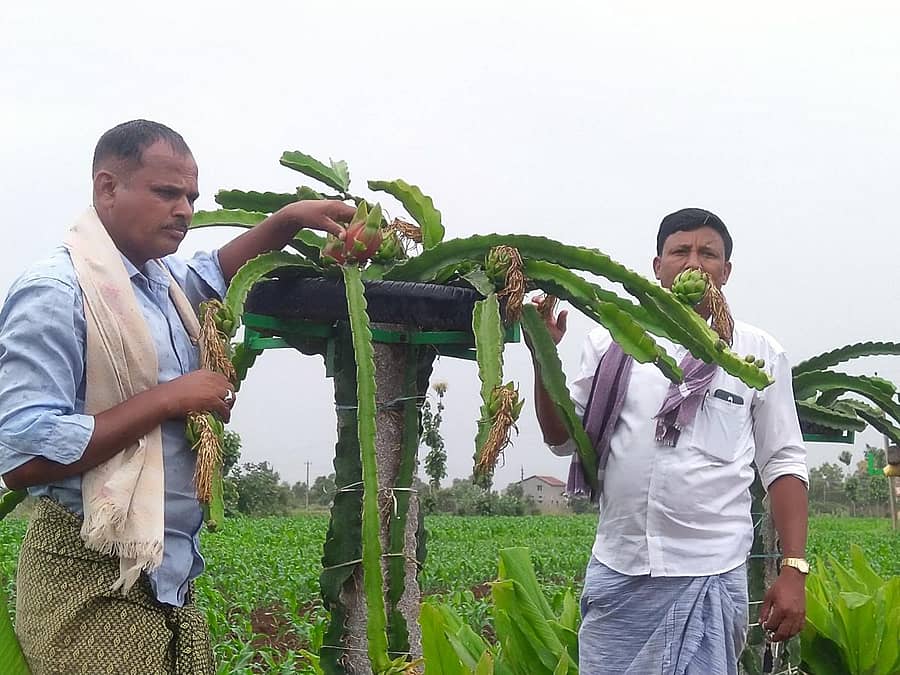 ಹೊನ್ನಾಳಿ ತಾಲ್ಲೂಕಿನ ಕತ್ತಿಗೆ ಗ್ರಾಮದ ರೈತ ರಮೇಶ್ ಅವರು ತಮ್ಮ ಜಮೀನಿನಲ್ಲಿ ಡ್ರ್ಯಾಗನ್ ಫ್ರೂಟ್ ಬೆಳೆದಿರುವುದು.