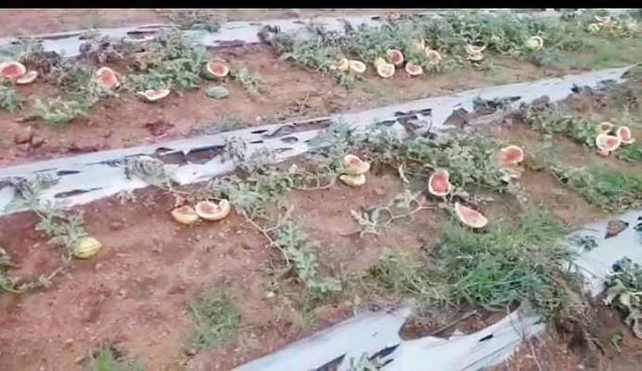 ಅಡವಿಬಾವಿ ಗ್ರಾಮದ ದೇವಪ್ಪ ತಳವಾರ ಅವರ ಹೊಲದಲ್ಲಿ ಕರಡಿಗಳು ಕಲ್ಲಂಗಡಿ ತಿಂದು ಹಾಕಿರುವುದು