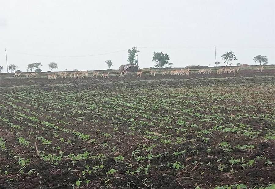 ಕಮಲನಗರ ತಾಲ್ಲೂಕಿನ ಸೋನಾಳ ಹೊರಂಡಿ ಗ್ರಾಮದಲ್ಲಿ ಜಿಂಕೆಗಳ ಗುಂಪೊಂದು ಹೊಲದಲ್ಲಿ ಓಡಾಡುತ್ತಿರುವುದು