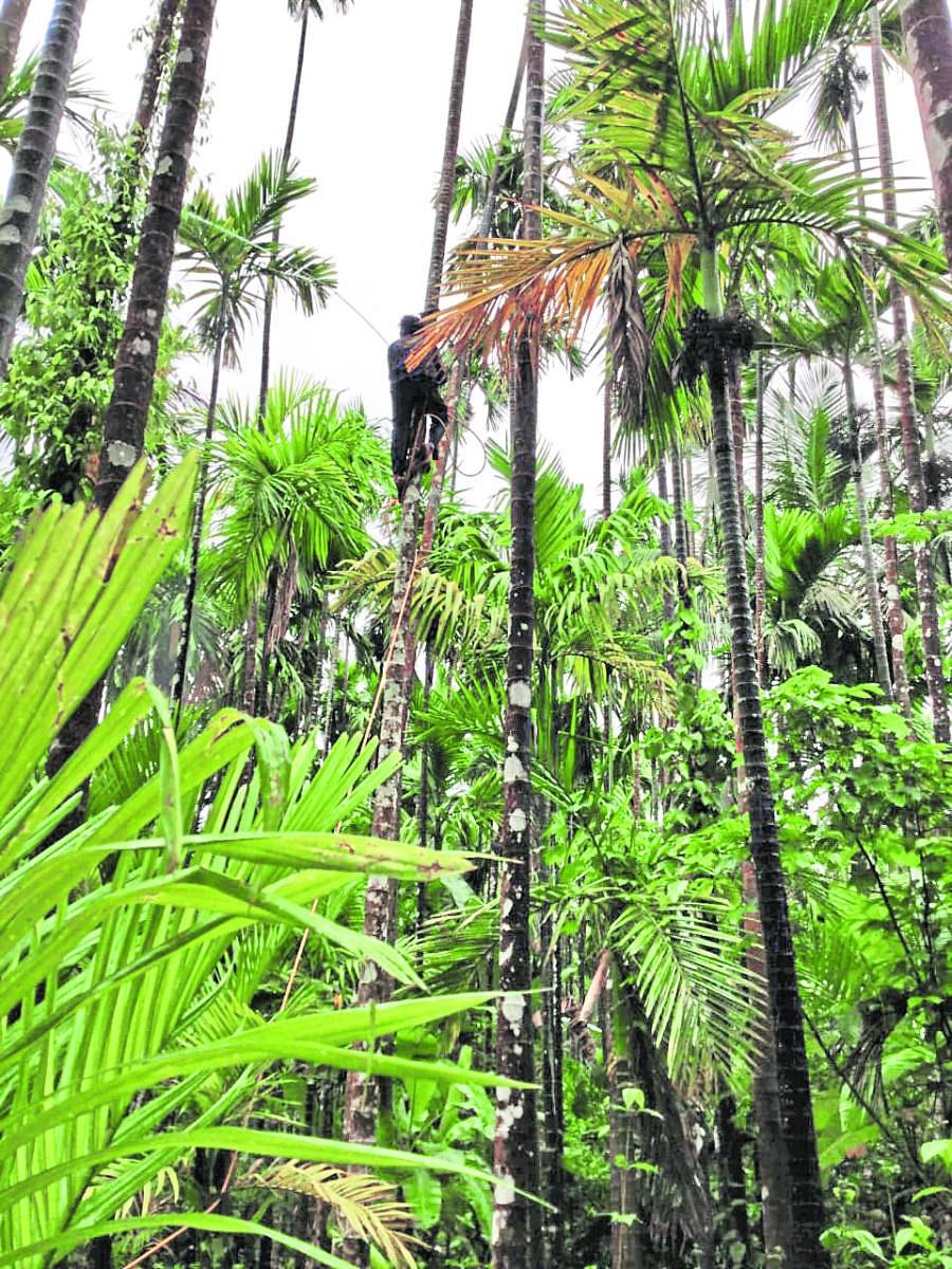ಮರದ ಮೇಲೆ ನಿಂತು ಅಡಿಕೆಗೆ ಔಷಧ ನಿಂಪಡಿಸುತ್ತಿರುವ ಕೊನೆಗಾರ