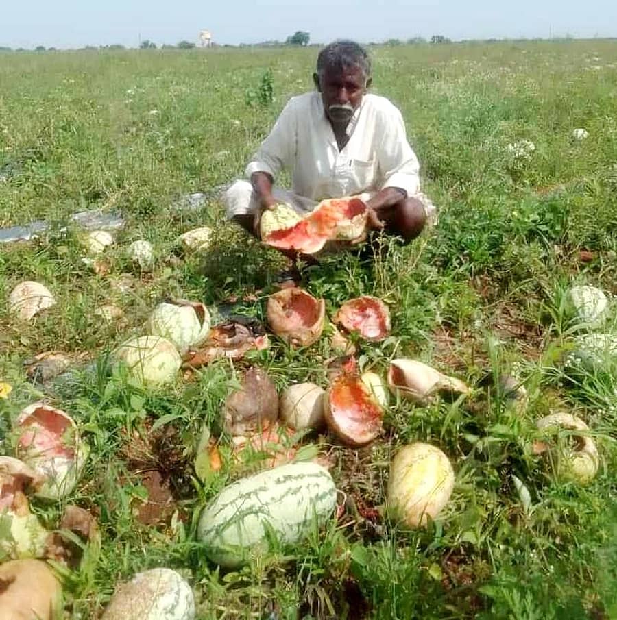 ಯಲಬುರ್ಗಾ ತಾಲ್ಲೂಕು ಹಿರೇವಡ್ರಕಲ್ಲ ಗ್ರಾಮದ ಹೊರವಲಯದಲ್ಲಿ ಕರಡಿ ಹಾವಳಿಯಿಂದ ಕಲ್ಲಂಗಡಿ ಬೆಳೆ ನಾಶವಾಗಿರುವುದು