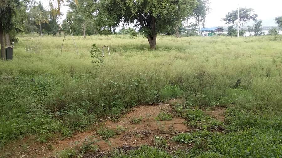 ಜಗಳೂರು ತಾಲ್ಲೂಕಿನ ಸಂಗೇನಹಳ್ಳಿ ಸಸ್ಯ ಪಾಲನಾ ಕ್ಷೇತ್ರದಲ್ಲಿ ಸಸಿಗಳಿಲ್ಲದೆ ಪಾರ್ಥೇನಿಯಂ ಬೆಳೆದು ನಿಂತಿದೆ.