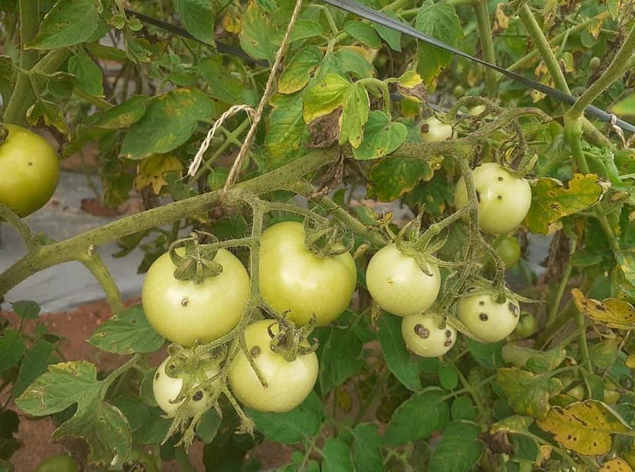 ಕೋಲಾರ ತಾಲ್ಲೂಕಿನ ರೈತರೊಬ್ಬರ ಜಮೀನಿನಲ್ಲಿ ಚುಕ್ಕಿ ರೋಗಕ್ಕೆ ತುತ್ತಾಗಿರುವ ಟೊಮೆಟೊ ಬೆಳೆ