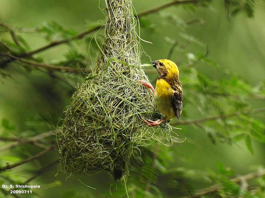 ಗೂಡನ್ನು ನೇಯುತ್ತಿರುವ ಗಂಡು ಗೀಜಗ