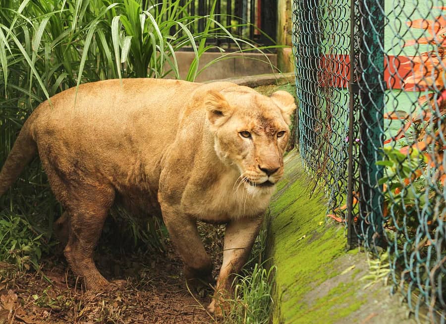 ಬನ್ನೇರುಘಟ್ಟದಿಂದ ಶಿವಮೊಗ್ಗದ ತ್ಯಾವರೆಕೊಪ್ಪ ಹುಲಿ ಮತ್ತು ಸಿಂಹಧಾಮಕ್ಕೆ ಬಂದ ಸುಚಿತ್ರಾ (ಎಡಚಿತ್ರ) ಹಾಗೂ ಯಶವಂತ.