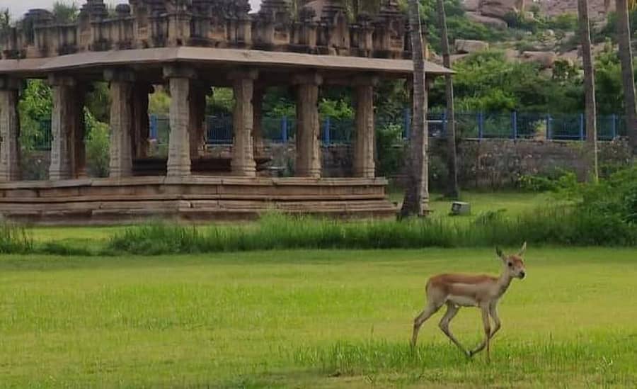 ಹಂಪಿ ಪರಿಸರದಲ್ಲಿ ಚಿರತೆ, ಕರಡಿ, ನವಿಲು, ಮೊಲ ಕಾಣಿಸಿಕೊಳ್ಳುವುದು ಸಾಮಾನ್ಯ. ಆದರೆ, ಅಪರೂಪವೆಂಬಂತೆ ಶುಕ್ರವಾರ ಹಂಪಿ ಗೆಜ್ಜಲ ಮಂಟಪದ ಬಳಿ ಜಿಂಕೆಯೊಂದು ಸ್ವಚ್ಛಂದವಾಗಿ ವಿಹರಿಸಿತು–ಚಿತ್ರ: ಬಸವರಾಜ ಹಂಪಿ
