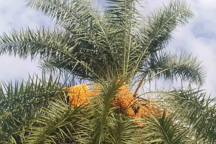 ಹಿರಿಯೂರು ತಾಲ್ಲೂಕಿನ ಮಸ್ಕಲ್ ಟಿ.ಬಿ. ಗೊಲ್ಲರಹಟ್ಟಿ ಸಮೀಪ ಹಣ್ಣಿನ ಗೊನೆಗಳಿಂದ ತೂಗುತ್ತಿರುವ ಈಚಲು ಮರ (ಎಡಚಿತ್ರ). ಈಚಲು ಮರದಿಂದ ಸೇಂದಿ ಇಳಿಸುತ್ತಿದ್ದ ದೃಶ್ಯ (ಸಂಗ್ರಹ ಚಿತ್ರ).