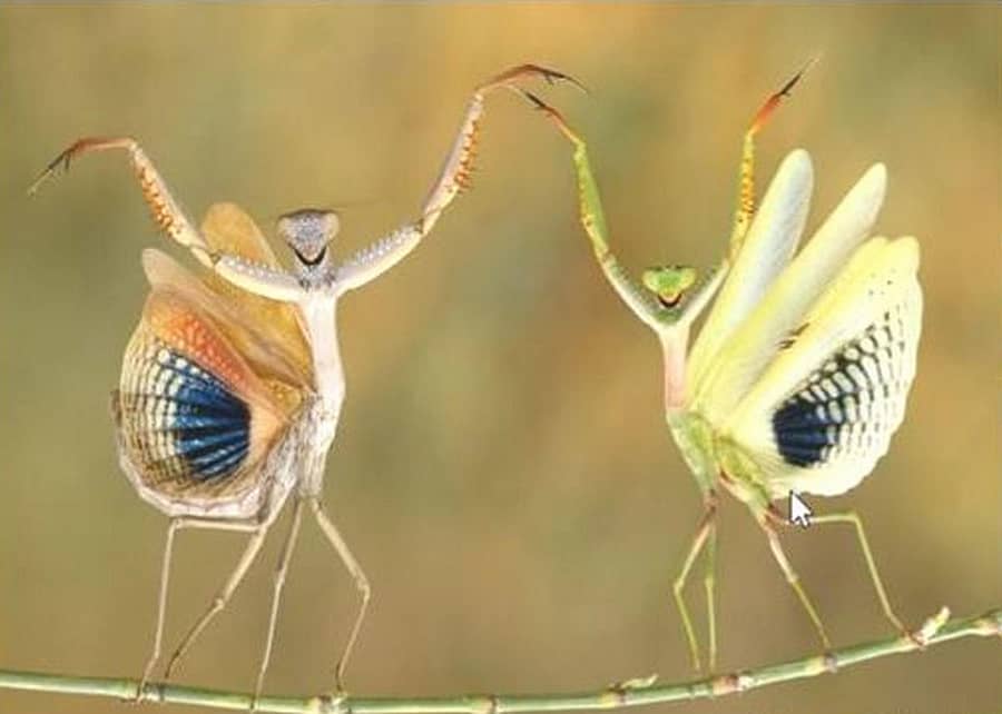 ಬೆಳೆಗೆ ಕಂಟಕವಾಗಿರುವ ಕೀಟ