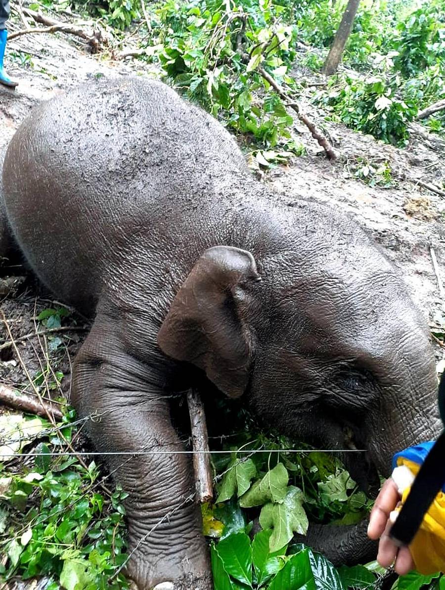 ಸೋಲಾರ್ ತಂತಿಗೆ ಸಿಲುಕಿ ಮೃತಪಟ್ಟ ಕಾಡಾನೆ ಮರಿ