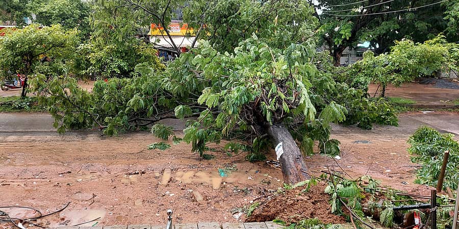 ಶಿವಮೊಗ್ಗ ನಗರದ ವಿನೋಬ ನಗರದ ಪೊಲೀಸ್ ಚೌಕಿ ಬಳಿ ಮರವೊಂದು ರಸ್ತೆ ಮೇಲೆ ಬಿದ್ದಿರುವುದು