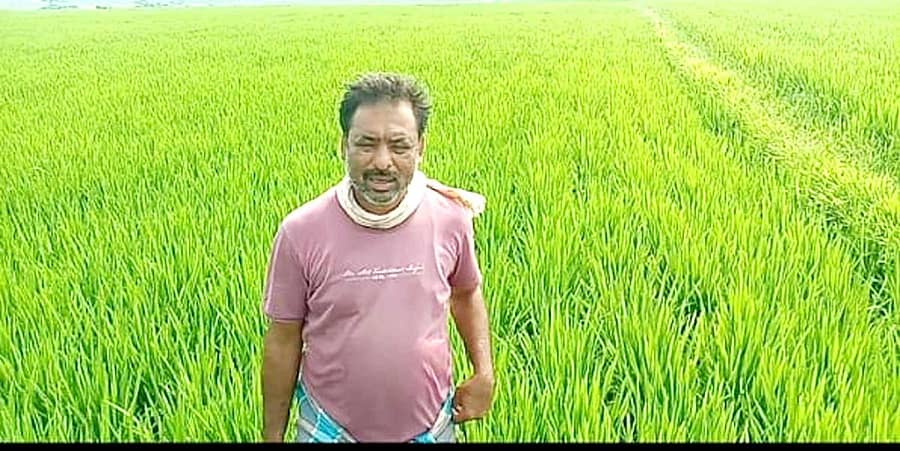 ಬಸವಾಪಟ್ಟಣದ ತಮ್ಮ ಗದ್ದೆಯಲ್ಲಿ ಯಂತ್ರಶ್ರೀ ಪದ್ಧತಿಯಲ್ಲಿ ಬೆಳೆದ ಭತ್ತದ ಮಧ್ಯೆ ಬಂಗೇರ ರುದ್ರೇಶ್.