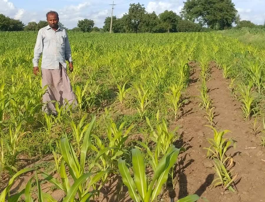 ಯಲಬುರ್ಗಾ ತಾಲ್ಲೂಕು ಗೆದಗೇರಿ ಗ್ರಾಮದ ಹೊರವಲಯದಲ್ಲಿ ಮೆಕ್ಕೆಜೋಳದ ಬೆಳೆ ಹಳದಿಬಣ್ಣಕ್ಕೆ ತಿರುಗಿರುವುದು