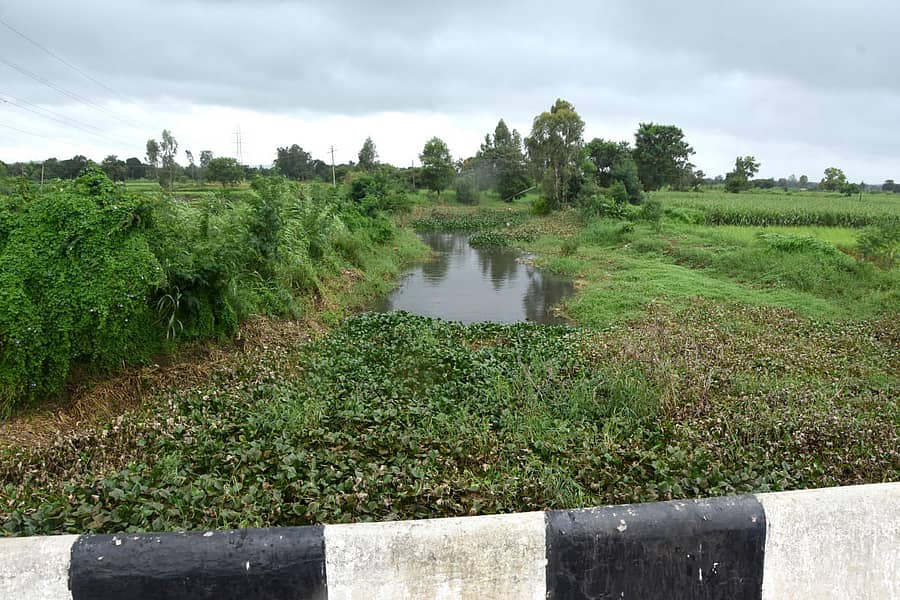 ಬೆಳಗಾವಿಯ ಚರಂಡಿಗಳ ನೀರು ಸೇರುವ ಬಳ್ಳಾರಿ ನಾಲಾದಲ್ಲಿ ಕಳೆಗಿಡಗಳು ಬೆಳೆದಿವೆಪ್ರಜಾವಾಣಿ ಚಿತ್ರ: ಏಕನಾಥ ಅಗಸಿಮನಿ