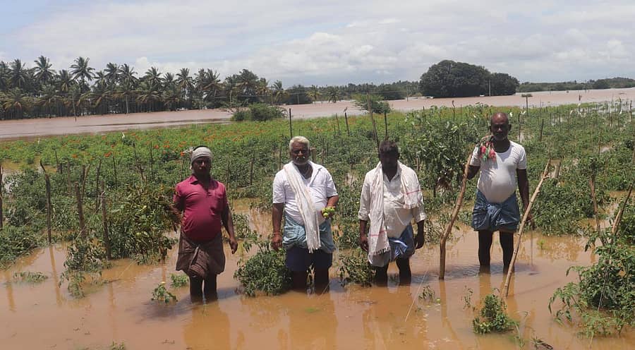 ತುಂಗಭದ್ರಾ ನದಿ ಶನಿವಾರ ಉಕ್ಕಿ ಹರಿದ ಪರಿಣಾಮ ಮಾಕನೂರಿನ ತಿಪ್ಪಣ್ಣ ಗೋವಿಂದಪ್ಪ ಬಾರ್ಕಿ ಅವರಿಗೆ ಸೇರಿದ ಒಂದು ಎಕರೆ ಟೊಮೆಟೊ ಬೆಳೆ ಸಂಪೂರ್ಣವಾಗಿ ಜಲಾವೃತವಾಗಿರುವುದು