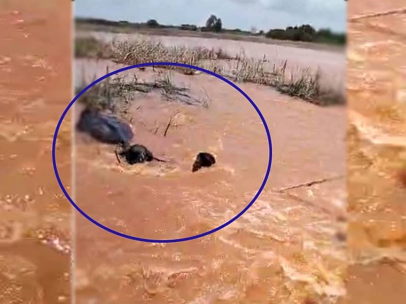  ಕೃಷ್ಣಾ ನದಿ ನೀರಿನ ಪ್ರವಾಹದಲ್ಲಿ ಕೊಚ್ಚಿ ಹೋಗುತ್ತಿದ್ದ ಎಮ್ಮೆಯನ್ನು ಯುವಕರೊಬ್ಬರು ಪ್ರಾಣದ ಹಂಗು ತೊರೆದು ಭಾನುವಾರ ರಕ್ಷಿಸಿದರು