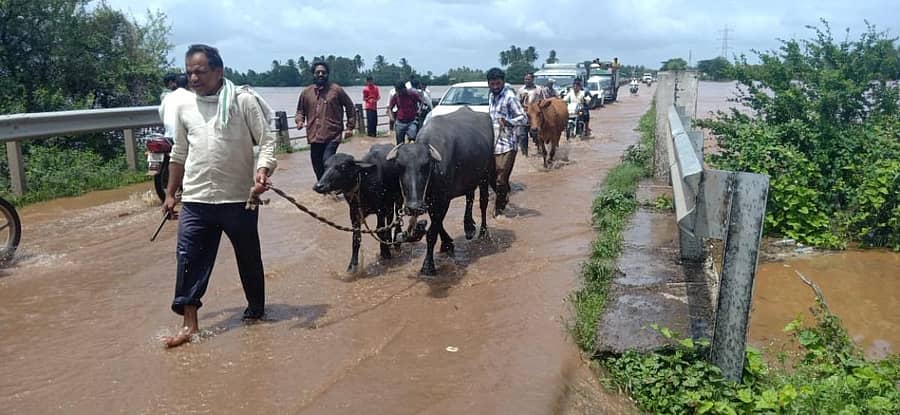 ಬೆಳಗಾವಿ ಜಿಲ್ಲೆ ಅಥಣಿ ತಾಲ್ಲೂಕಿನಲ್ಲಿ ಕೃಷ್ಣಾ ನದಿ ಪ್ರವಾಹದಿಂದ ಜಲಾವೃತಗೊಂಡಿರುವ ದರೂರ ಗ್ರಾಮದ ಜನರು ಜಾನುವಾರುಗಳೊಂದಿಗೆ ಸುರಕ್ಷಿತ ಪ್ರದೇಶಗಳಿಗೆ ತೆರಳುತ್ತಿದ್ದಾರೆ
