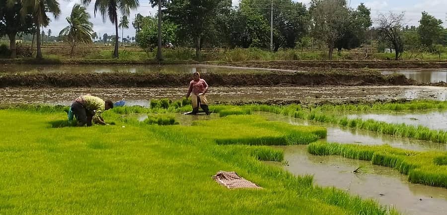 ದಾವಣಗೆರೆ ತಾಲ್ಲೂಕಿನ ಜರೇಕಟ್ಟೆ ಗ್ರಾಮದ ಗದ್ದೆಯಲ್ಲಿ ಮಹಿಳೆಯರು ಭತ್ತ ನಾಟಿ ಕಾರ್ಯದಲ್ಲಿ ತೊಡಗಿರುವುದು.