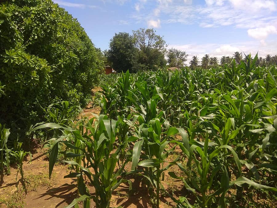 ಅತ್ಯಾಚಾರ ನಡೆಸಿ ಕೊಲೆ ಮಾಡಲಾದ ಮೆಕ್ಕೆಜೋಳದ ಹೊಲ