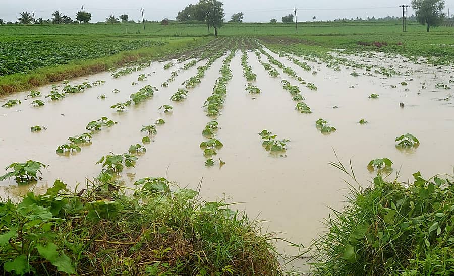 ಶಿಗ್ಗಾವಿ ತಾಲ್ಲೂಕಿನ ಬಂಕಾಪುರ ಸಮೀಪ ಹತ್ತಿ ಬೆಳೆ ಮಳೆ ನೀರಿನಿಂದ ಜಲಾವೃತವಾಗಿರುವ ದೃಶ್ಯ