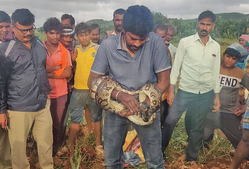 ಹೆಬ್ಬಾವು ಹಿಡಿದು ಕಾಡಿಗೆ ಬಿಟ್ಟ ಸ್ನೇಕ್ ಕಿರಣ್
