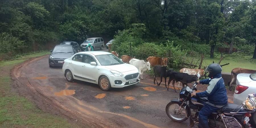 ಶಿರಸಿ ತಾಲ್ಲೂಕಿನ ಮಳಲಿ ಗ್ರಾಮದ ಬಳಿ ಕಿರಿದಾದ ತಿರುವಿನಲ್ಲಿ ವಾಹನಗಳ ದಟ್ಟಣೆ ಉಂಟಾಗಿರುವುದು.