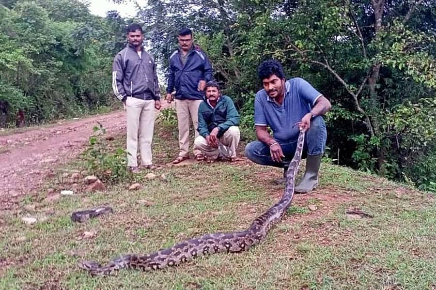 ನ್ಯಾಮತಿ ತಾಲ್ಲೂಕಿನ ಫಲವನಹಳ್ಳಿ ಗ್ರಾಮದ ಶುಂಠಿ ಹೊಲದಲ್ಲಿ ಹೆಬ್ಬಾವನ್ನು ಹಿಡಿದ ಶಿವಮೊಗ್ಗ ಸ್ನೇಕ್ ಕಿರಣ್.