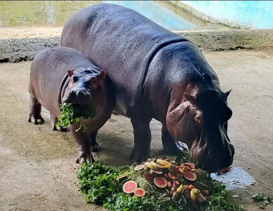 ಬನ್ನೇರುಘಟ್ಟ ಉದ್ಯಾನದಲ್ಲಿ ಹಿಪ್ಪೋಪೊಟಮಸ್ ಮರಿಯ ಹುಟ್ಟುಹಬ್ಬದ ಅಂಗವಾಗಿ ವಿಶೇಷ ಆಹಾರ ನೀಡಲಾಯಿತು