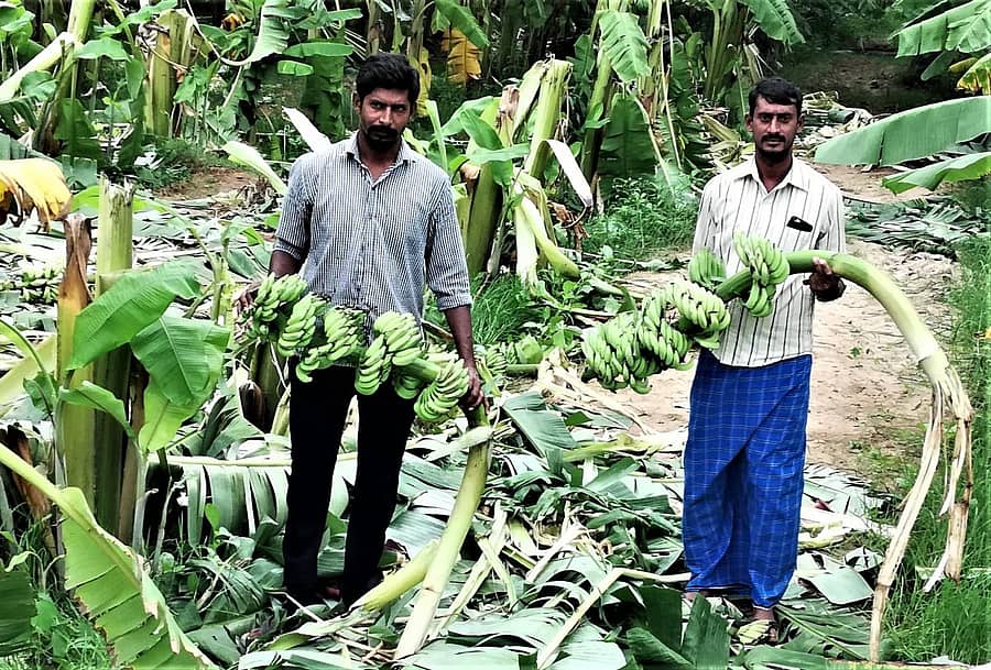 ರೈತ ಬಿ.ಕೆ. ಮುತ್ತುರಾಜು ಅವರ ಬಾಳೆ ತೋಟವನ್ನು ಕಾಡಾನೆಗಳು ನಾಶ ಮಾಡಿವೆ