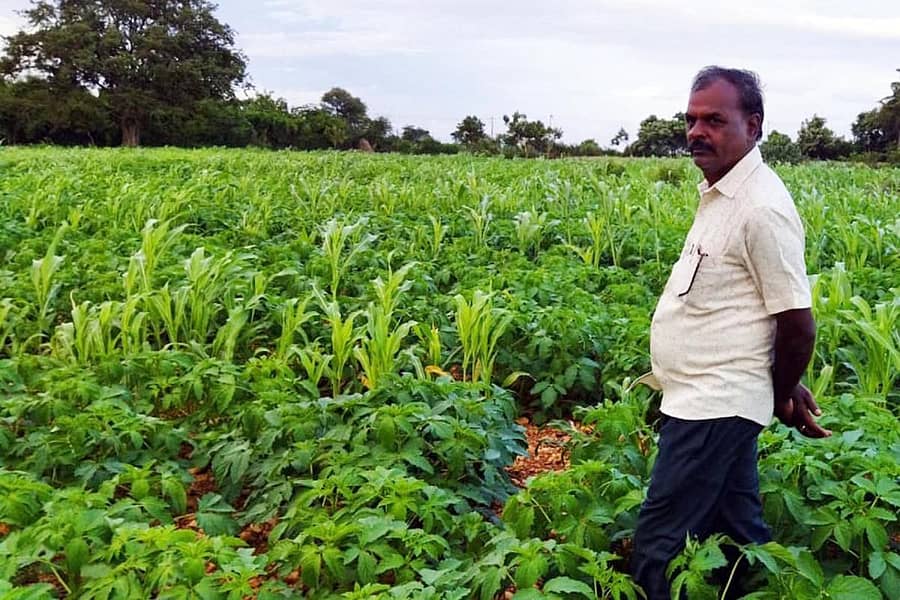 ಎಕ್ಕೆಗುಂದಿ ಗ್ರಾಮದ ತಮ್ಮ ಹೊಲದಲ್ಲಿ ರೈತ ಎಂ.ಆರ್. ಗುರುಸ್ವಾಮಿ