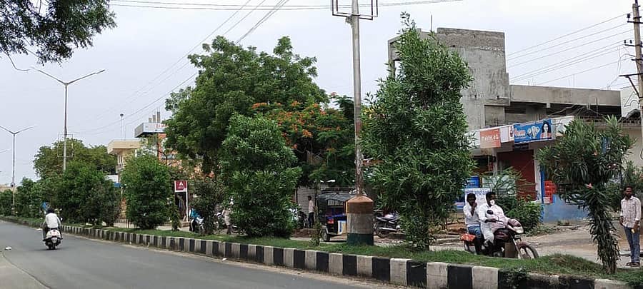ಮಾನ್ವಿ ಪಟ್ಟಣದಲ್ಲಿ ರಾಜ್ಯ ಹೆದ್ದಾರಿಯ ವಿಭಜಕದ ಮೇಲೆ ಸಾಲು ಗಿಡಗಳು