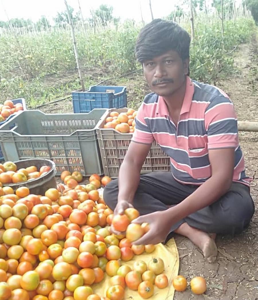 ನೆಲವಾಡ ಗ್ರಾಮದಲ್ಲಿ ತಮ್ಮ ಹೊಲದಲ್ಲಿ ಟೊಮೆಟೊ ಜತೆ ರೈತ ರಾಜಕುಮಾರ