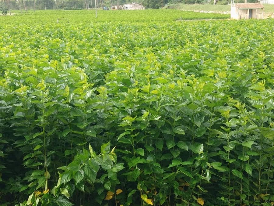 ಟ್ರಿಪ್ಸ್ ರೋಗಕ್ಕೆ ತುತ್ತಾಗಿರುವ ಯಲುವಳ್ಳಿಯ ಮಂಜುನಾಥ್ ಅವರ ಹಿಪ್ಪುನೇರಳೆ ಬೆಳೆ