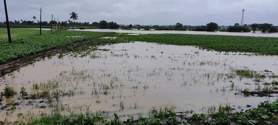 ನಿರಂತರವಾಗಿ ಸುರಿದ ಮಳೆಯಿಂದಾಗಿ ಧಾರವಾಡ ತಾಲ್ಲೂಕಿನಲ್ಲಿ ಬೆಳೆ ಜಲಾವೃತವಾಗಿರುವುದು