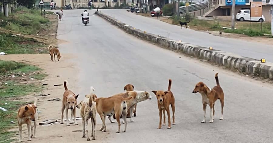 ಆಲೂರು ಪಟ್ಟಣದ ರಸ್ತೆಯಲ್ಲಿ ಹಿಂಡು ಹಿಂಡಾಗಿ ತಿರುಗುವ ಬೀದಿನಾಯಿಗಳು