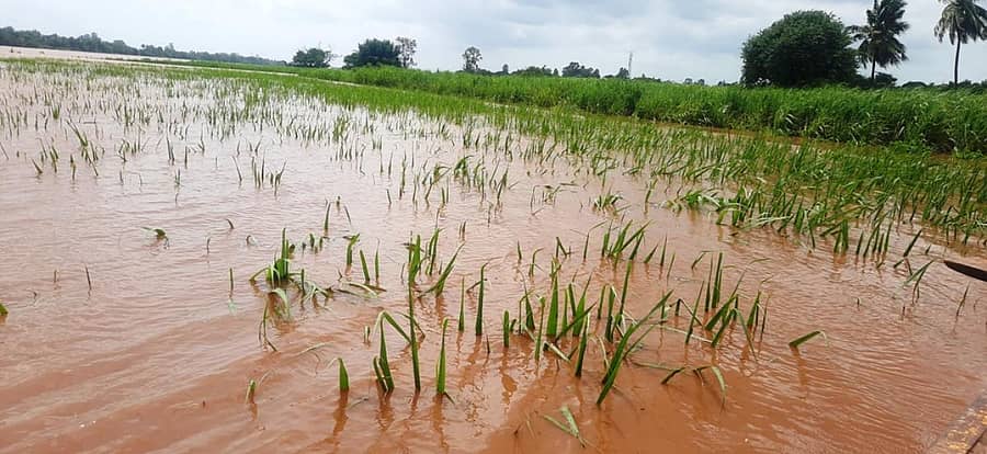 ಜಮಖಂಡಿ ತಾಲ್ಲೂಕಿನ ಮುತ್ತೂರ ಗ್ರಾಮದಲ್ಲಿ ಕೃಷ್ಣಾ ನದಿಯ ಪ್ರವಾಹದಿಂದ ಕಬ್ಬು ಜಲಾವೃತವಾಗಿದೆ