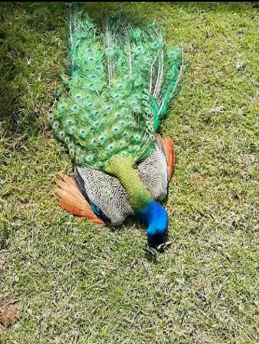 ಚಿಕ್ಕಗಂಡಸಿಯಲ್ಲಿ ಮೃತಪಟ್ಟಿರುವ ನವಿಲು