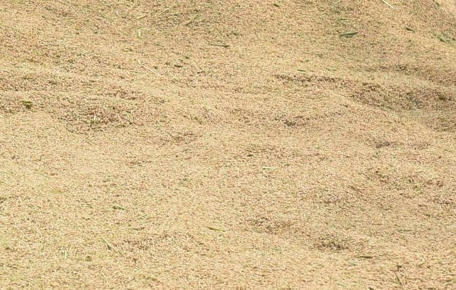 ಭತ್ತದ ರಾಶಿ (ಸಂಗ್ರಹ ಚಿತ್ರ)