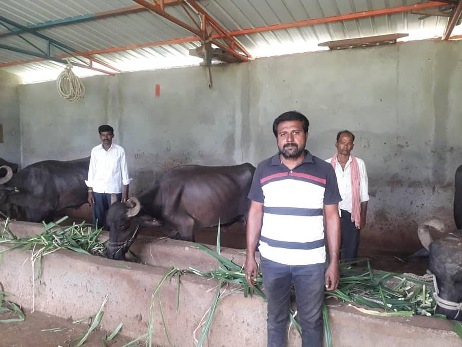 ಹಳ್ಳಿಖೇಡ (ಬಿ) ಗ್ರಾಮದ ರೈತ ನಾಗೇಶ ಪ್ರಭಾ ಎಮ್ಮೆ ಸಾಕಾಣಿಕೆ ಮಾಡಿರುವುದು