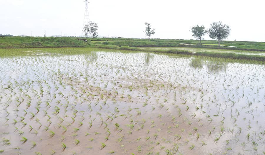 ಯಾದಗಿರಿ ಜಿಲ್ಲೆಯ ಶಹಾಪುರ ತಾಲ್ಲೂಕಿನ ಕೊಳ್ಳೂರು (ಎಂ) ಗ್ರಾಮದ ಬಳಿ ಪ್ರವಾಹದ ನೀರಿನಿಂದ ಜಮೀನು ಜಲಾವೃತ್ತವಾಗಿರುವುದು