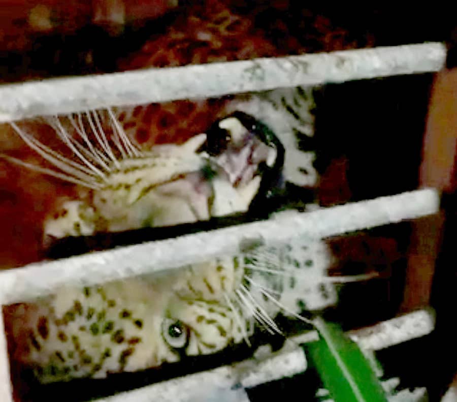 ಹರಪನಹಳ್ಳಿ ತಾಲ್ಲೂಕು ಚಿಕ್ಕಮಜ್ಜಿಗೇರೆ ಗ್ರಾಮದ ರೇಷ್ಮೆ ಮನೆಯಲ್ಲಿ ಸೆರೆಯಾಗಿರುವ ಚಿರತೆ