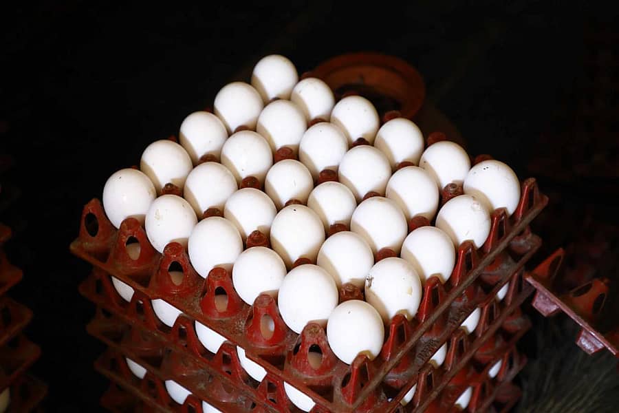 ಸಂಗ್ರಹ ಚಿತ್ರ