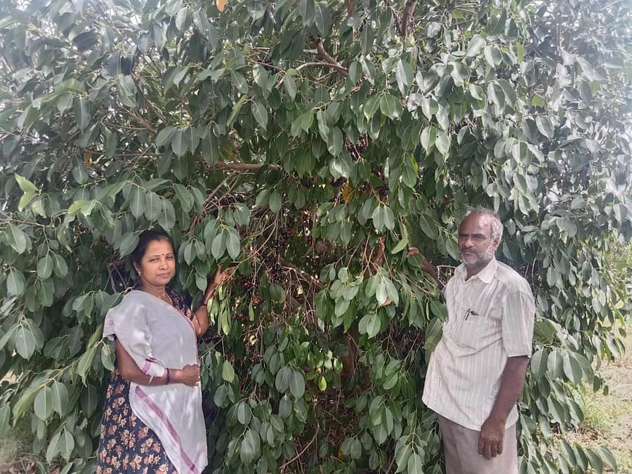 ಪಿ.ಮಹದೇವಪುರ ಗ್ರಾಮದಲ್ಲಿ ಜಯಸಿಂಹ ರೆಡ್ಡಿ ಬೆಳೆದಿರುವ ನೇರಳೆ ಗಿಡಗಳು