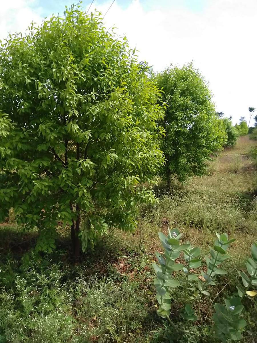 ಜಗಳೂರು ತಾಲ್ಲೂಕಿನಲ್ಲಿ ಸಮೃದ್ಧವಾಗಿ ಬೆಳೆದಿರುವ ಶ್ರೀಗಂಧ ಬೆಳೆ. ಚಿತ್ರ: ಶ್ರೀಗಂಧ ಬೆಳೆಗಾರ ಮುನಿಸ್ವಾಮಿ