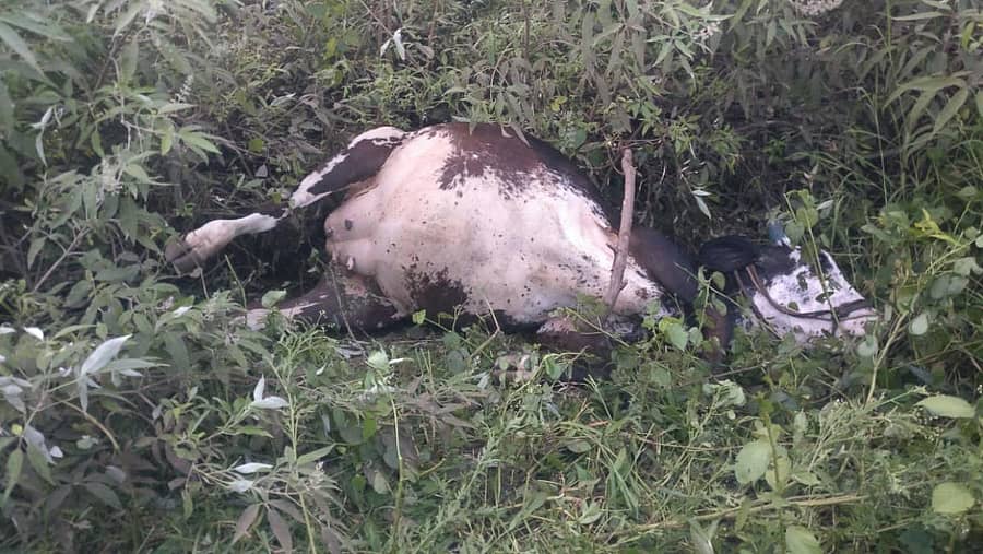 ಗಾರಂಪಳ್ಳಿಯಲ್ಲಿ ಹಸು ಸಾವನ್ನಪ್ಪಿರುವುದು