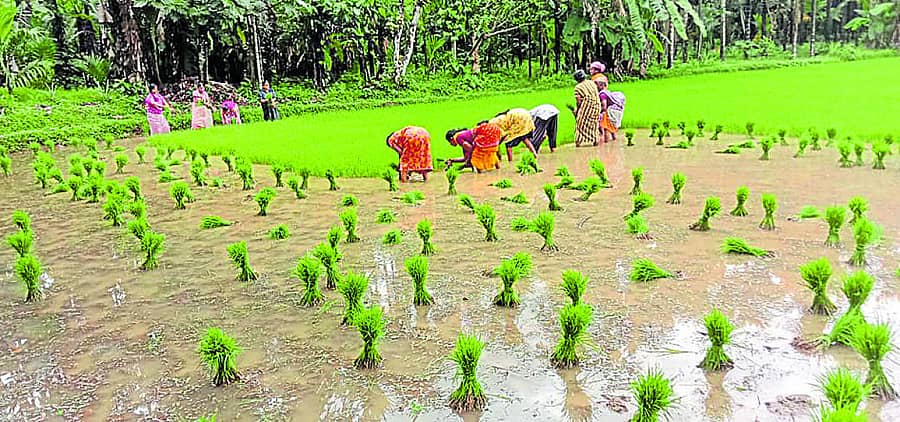 ನೇಗಿಲ ನೆನಪು’ ಭತ್ತದ ಗದ್ದೆ ನಾಟಿ ಕಾರ್ಯಕ್ರಮ ಬೀಡಿನಮಜಲು ಪದ್ಮಾವತಿ ಶೆಟ್ಟಿ ಅವರ ಗದ್ದೆಯಲ್ಲಿ ನಡೆಯಿತು.