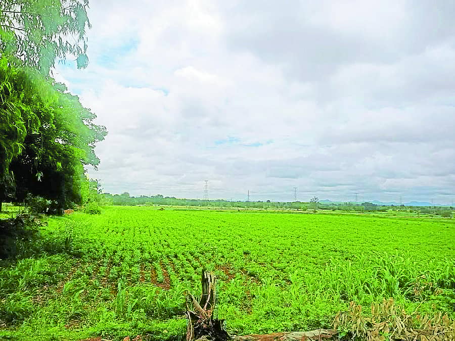 ಮಳೆಯ ನಿರೀಕ್ಷೆಯಲ್ಲಿ ಶೇಂಗಾ ಬೆಳೆ