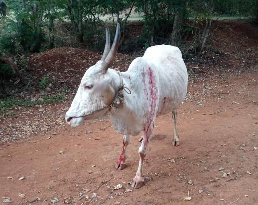 ಗುಂಡ್ಲುಪೇಟೆ ತಾಲೂಕಿನ ತೆರಕಣಾಂಬಿಯಲ್ಲಿ ಹುಲಿ ದಾಳಿಗೆ ಗಾಯಗೊಂಡ ಹಸು.